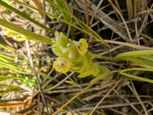 Johnny-nip (Castilleja ambigua)