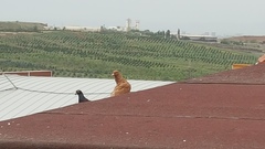 Columba livia domestica