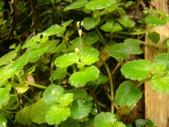 Dysopsis glechomoides