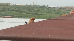 Columba livia domestica