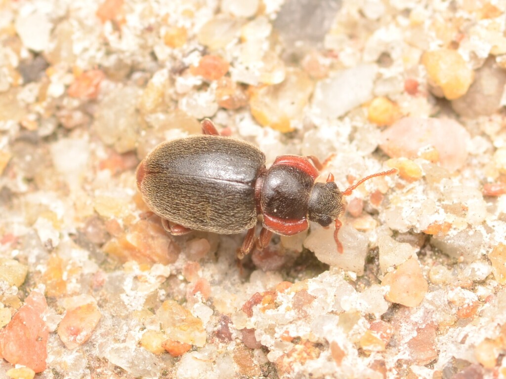 Mimolithophilus alobatus