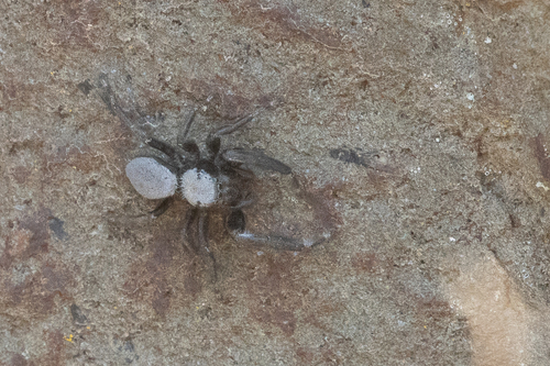 Phidippus octopunctatus photo 2