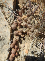 Huernia pillansii