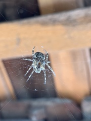 Larinioides sclopetarius