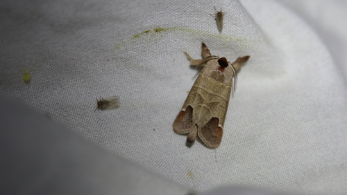 Clostera curtula