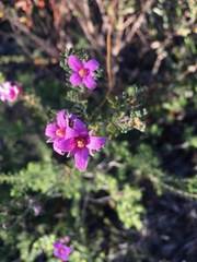 Boronia granitica