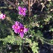 Boronia granitica - Photo (c) jayn, algunos derechos reservados (CC BY-NC), subido por jayn