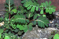 Angiospermae