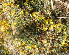 Leobordea