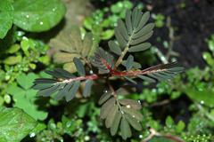Angiospermae