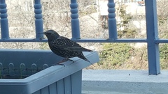 Sturnus vulgaris