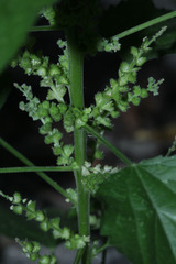 Acalypha indica
