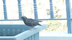 Sturnus vulgaris