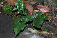 Typhonium roxburghii