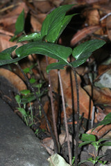 Typhonium roxburghii