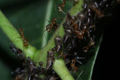 Idioscopus nitidulus