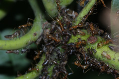 Idioscopus nitidulus