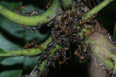 Idioscopus nitidulus