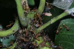 Idioscopus nitidulus