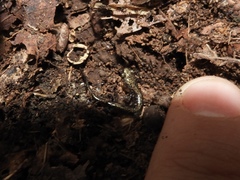 Plethodon hubrichti