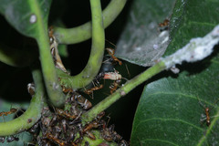 Idioscopus nitidulus