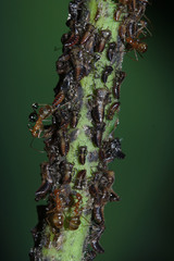 Idioscopus nitidulus