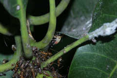 Idioscopus nitidulus