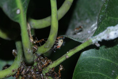 Idioscopus nitidulus