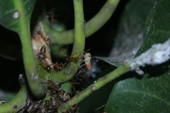 Idioscopus nitidulus