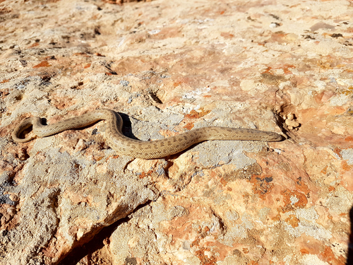 Elegant Sand Boa