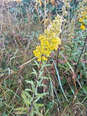 Solidago roanensis
