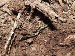 Plethodon hubrichti
