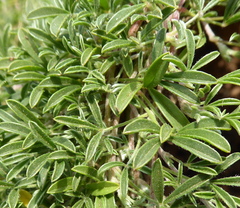 Leobordea