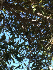 Psaltriparus minimus minimus