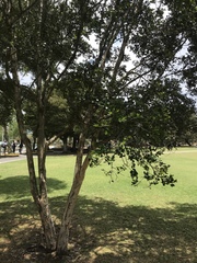 Luma apiculata