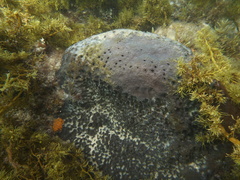 Psammocinia