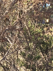 Psaltriparus minimus minimus