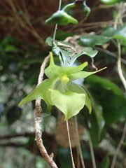 Aeranthes ramosa image