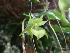 Aeranthes ramosa image