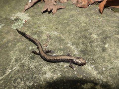 Plethodon hubrichti
