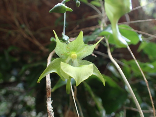 Aeranthes