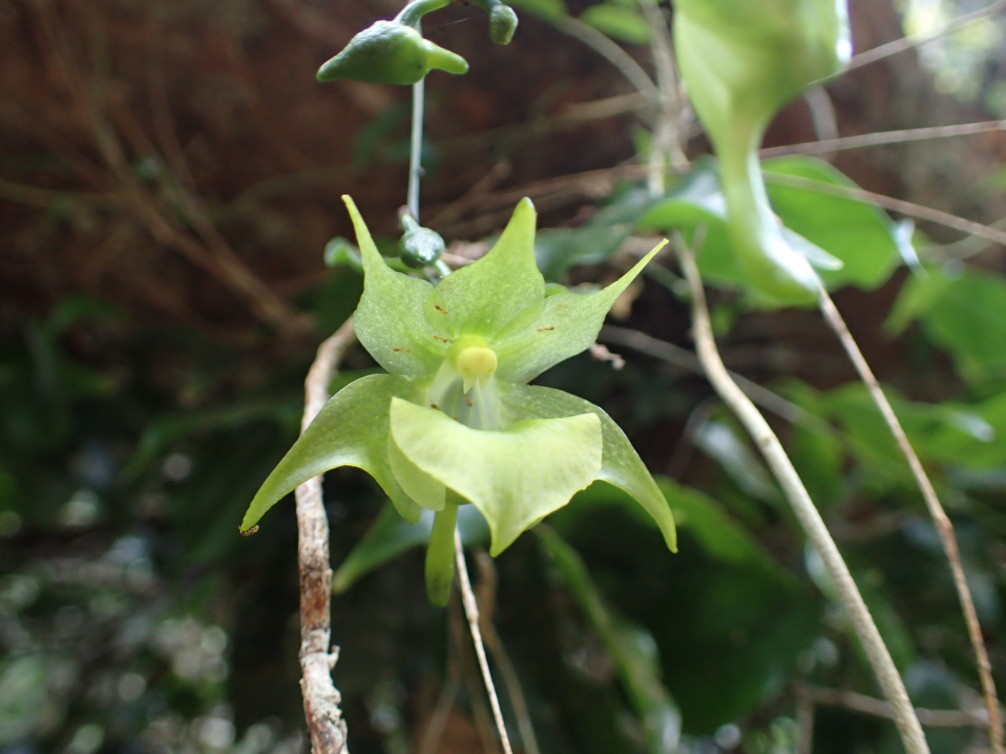 Aeranthes