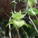 Aeranthes - Photo (c) Lauren Gardiner, some rights reserved (CC BY-NC-SA), uploaded by Lauren Gardiner