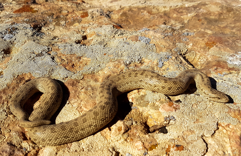 Central Asian Sand Boa