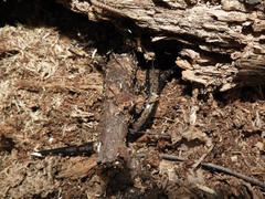 Plethodon hubrichti