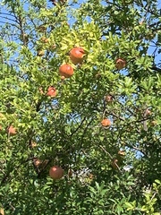 Punica granatum