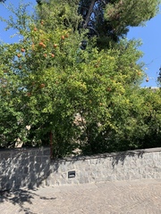 Punica granatum