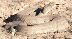 Macrovipera lebetinus