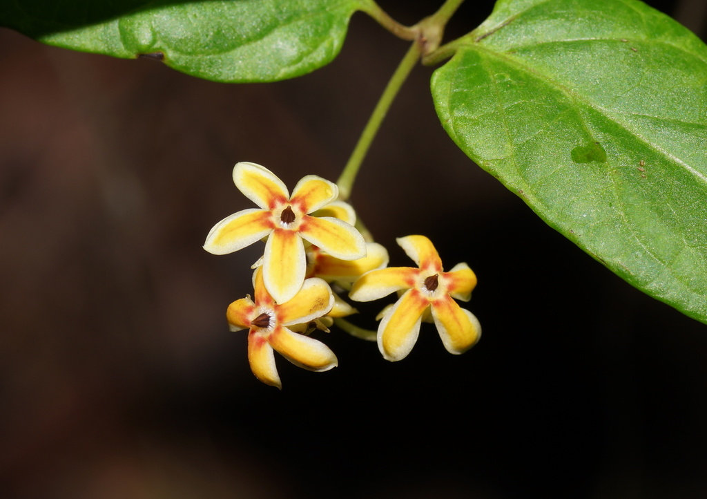 Parsonsia kroombitensis