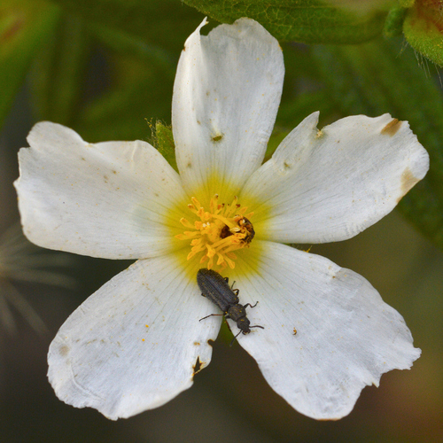 Dasytes nigroaeneus